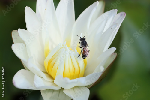 Close up bee on white lotus in the garden