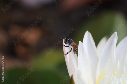Bee on white lotus in the garden