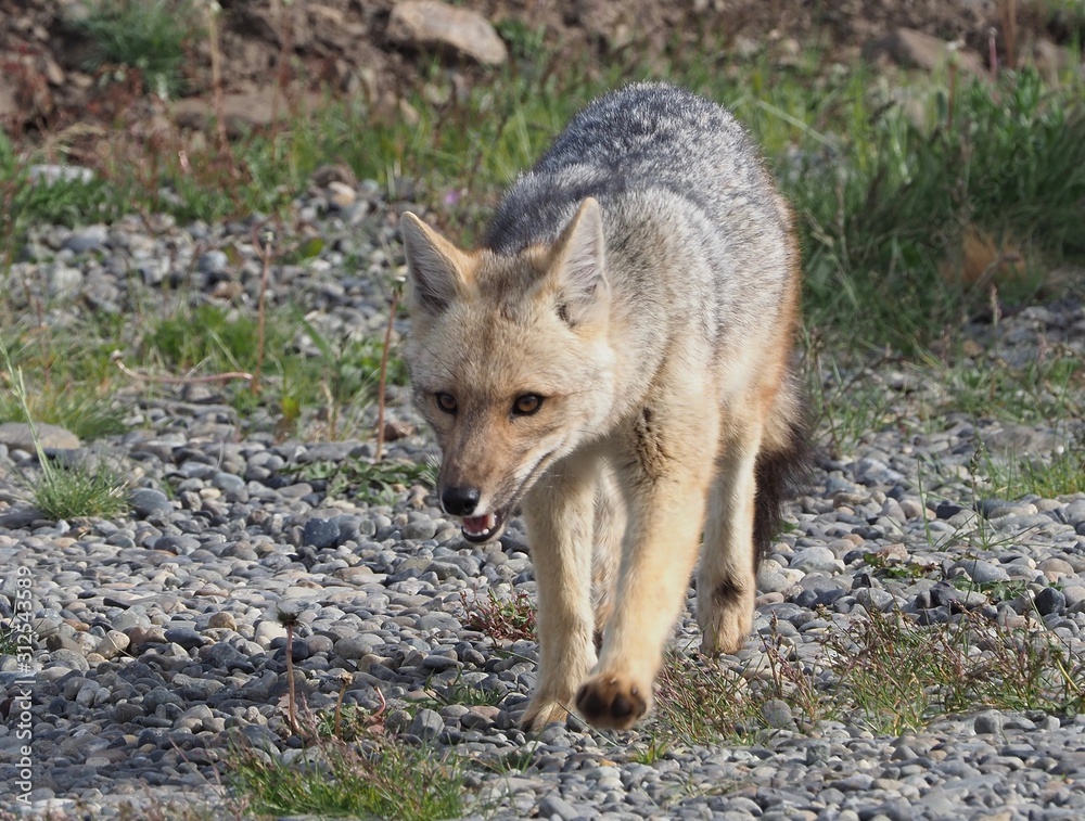 Fototapeta premium Patagonian Fox