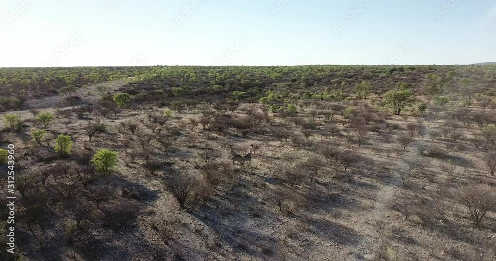 Aerial fly over view of two giraffes in the African bush Aerial fly over view of two giraffes in the African bush