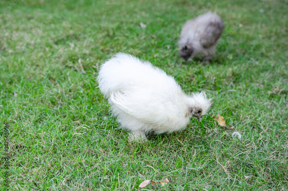 Silkie Hen chickens are in the zoo looking for food on the floor. Soft focus image Silkie Hen chickens are in the zoo looking for food on the floor. Soft focus image
