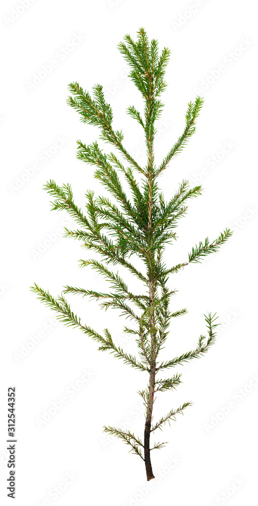 Naklejka premium single branch of spruce tree isolated on white