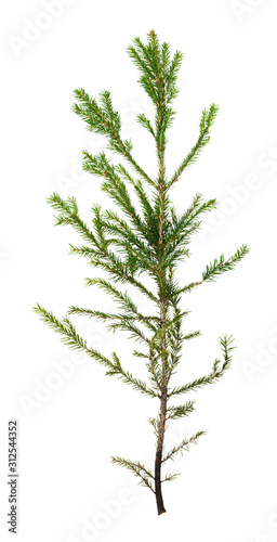 single branch of spruce tree isolated on white © vvoe