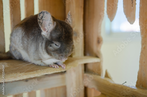 Chinchilla rat who is sleeping Soft focus image