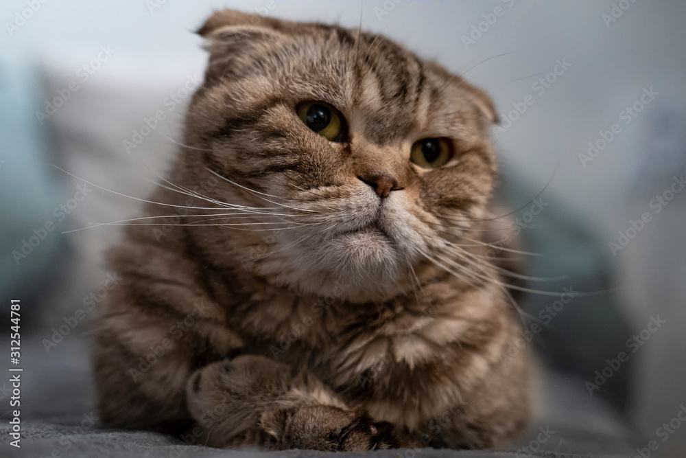 Beautiful, sad cat Scottish Fold looks thoughtfully and with interest to the side, lying on a soft plaid.