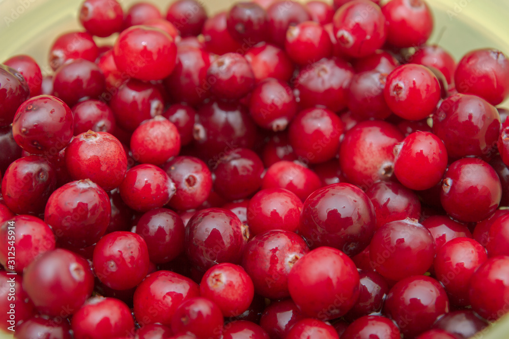 Ripe Red cranberries collected in the forest lies in the container Ripe Red cranberries collected in the forest lies in the container
