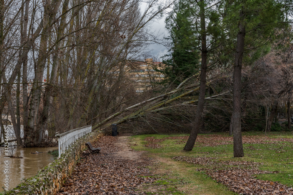 fallen trees blocking a path in a park after a winter storm in Spain fallen trees blocking a path in a park after a winter storm in Spain