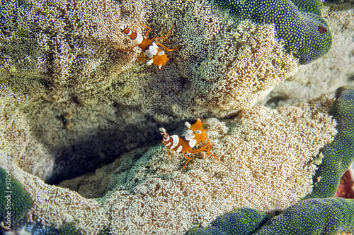 Close-up photo of squat shrimp on an anemone. Underwater photography, Philippines. photo