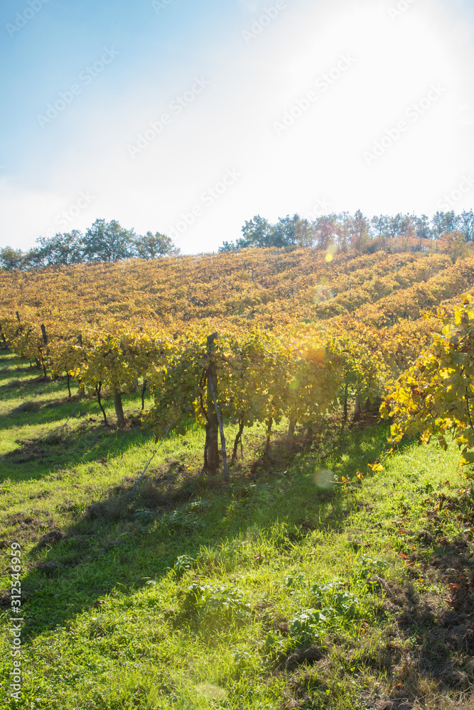 Grape Vines in Italy