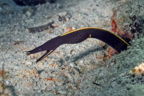The ribbon eel leaned out of its lair. Underwater photography, Philippines.