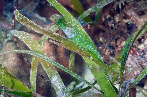 Beautiful camouflaged green ghost pipefish among the sea grass. Underwater photography, Philippines. photo