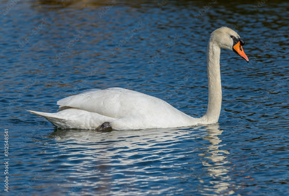 swan swimming on the water with blue reflection and ripples swan swimming on the water with blue reflection and ripples