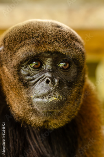 woolen monkey portrait © tonyvinter
