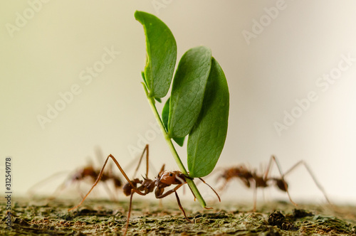 leaf cutter ant macro