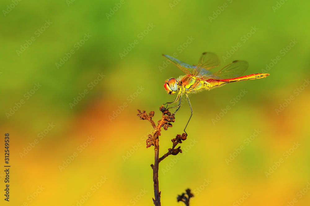 Macro shots, showing of eyes dragonfly and wings detail. Beautiful dragonfly in the nature habitat. Macro shots, showing of eyes dragonfly and wings detail. Beautiful dragonfly in the nature habitat.