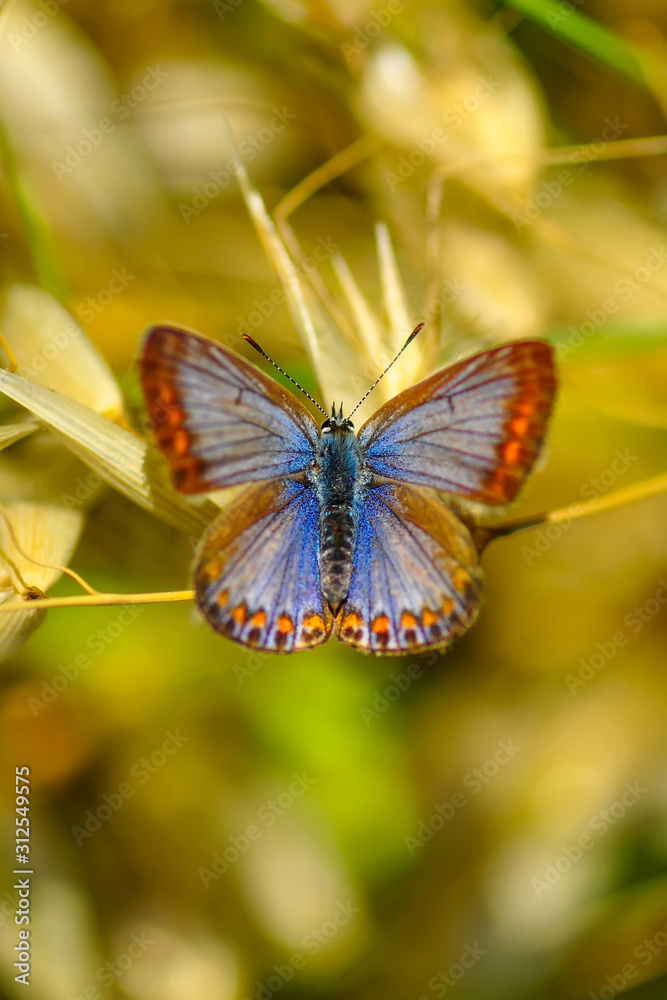 Fototapeta premium Closeup beautiful butterfly sitting on the flower.