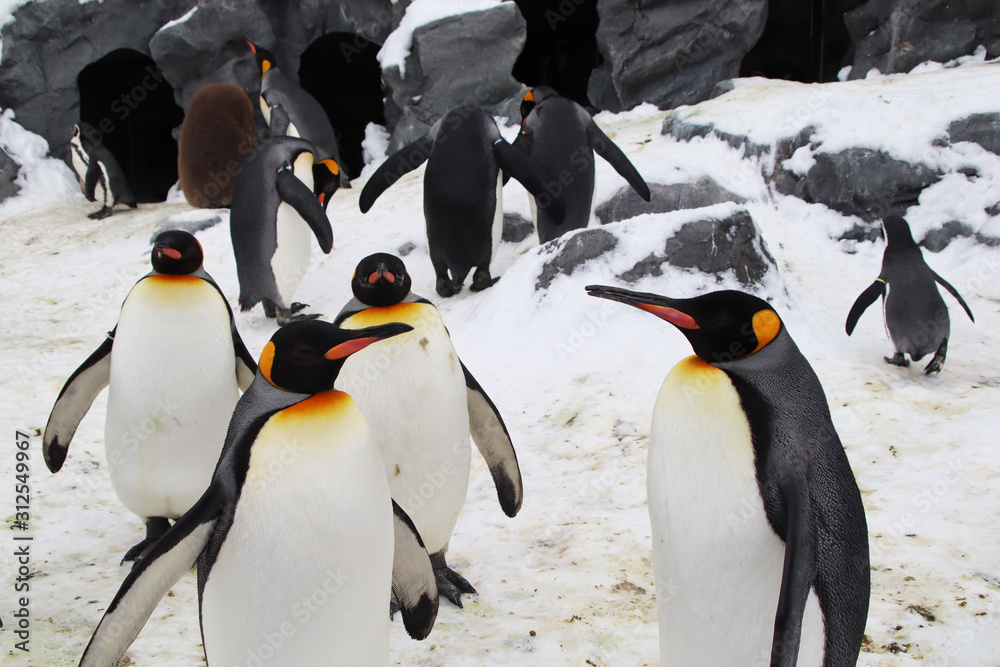Fototapeta premium The penguins playing in the snow and ice, the brown ones are just the young emperor penguins. Although not a breed, everyone gets along well. The penguin is very well-behaved, not very afraid of peopl