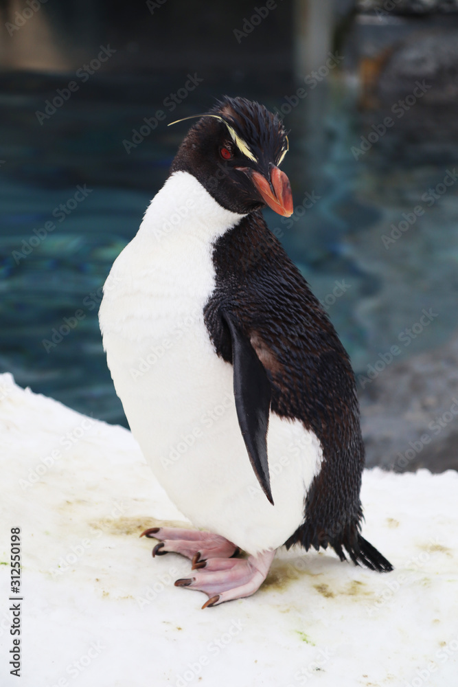 Naklejka premium The penguins playing in the snow and ice, the brown ones are just the young emperor penguins. Although not a breed, everyone gets along well. The penguin is very well-behaved, not very afraid of peopl