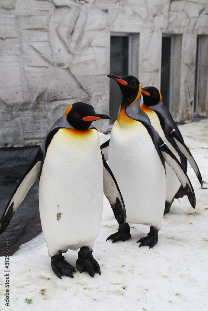Φωτογραφία The penguins playing in the snow and ice, the brown ones are just the young emperor penguins