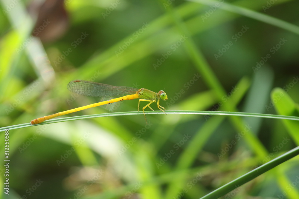 green damselfly sitting on a grass green damselfly sitting on a grass