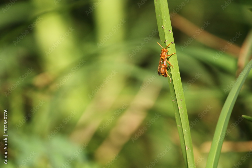 red wasp sitting on a grass