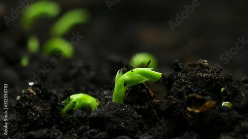 Growing plants in Spring Timelapse, Sprouts Germination newborn Pea plant in greenhouse agriculture photo