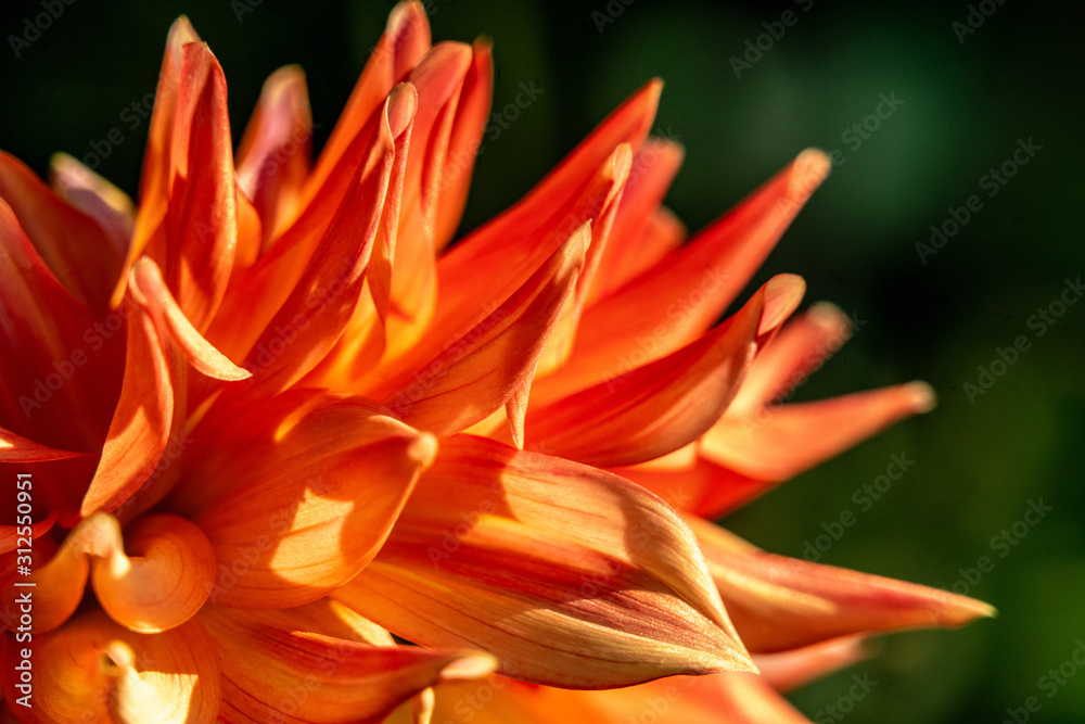 Detailed macro shot of a red and orange coloured dahlia flower