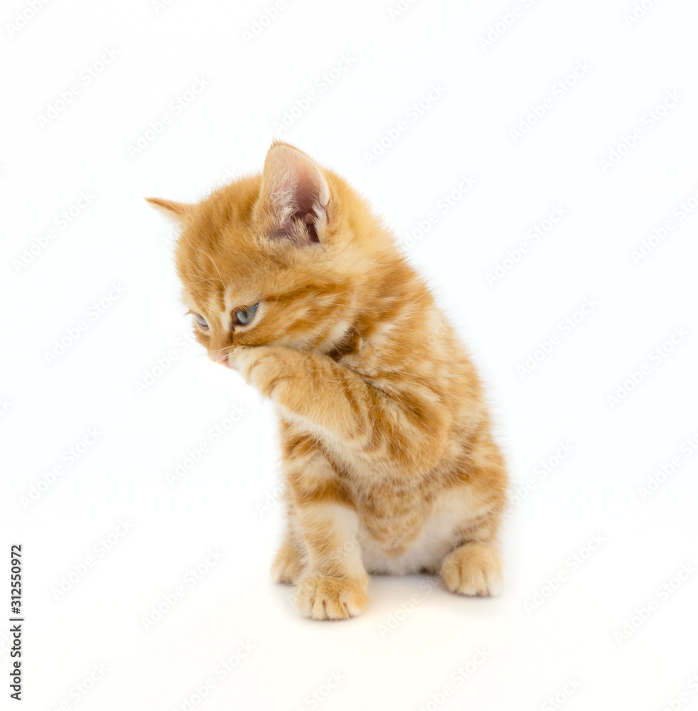 Cute orange (ginger cat) tabby Scottish kitten with isolate background.