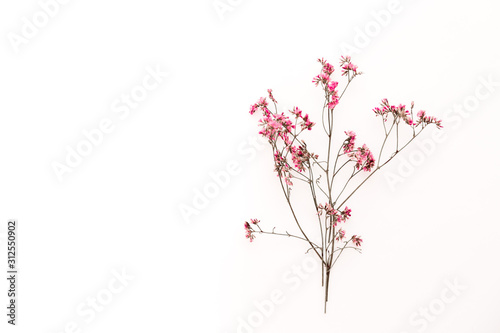 one fragile thin branch with pink flowers on a white background © Hanna
