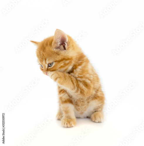 Cute orange (ginger cat) tabby Scottish kitten with isolate background.