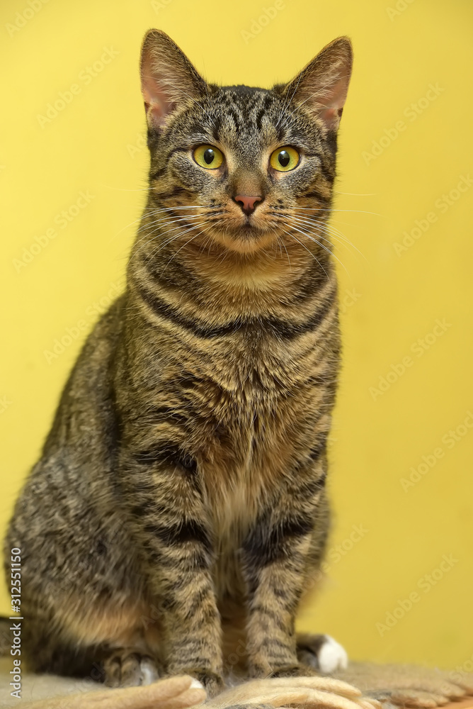 European striped cat on a yellow