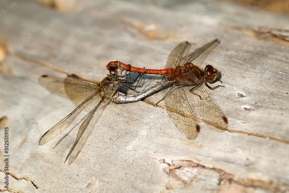 Nahaufnahme, Portrait einer Libelle Nahaufnahme, Portrait einer Libelle