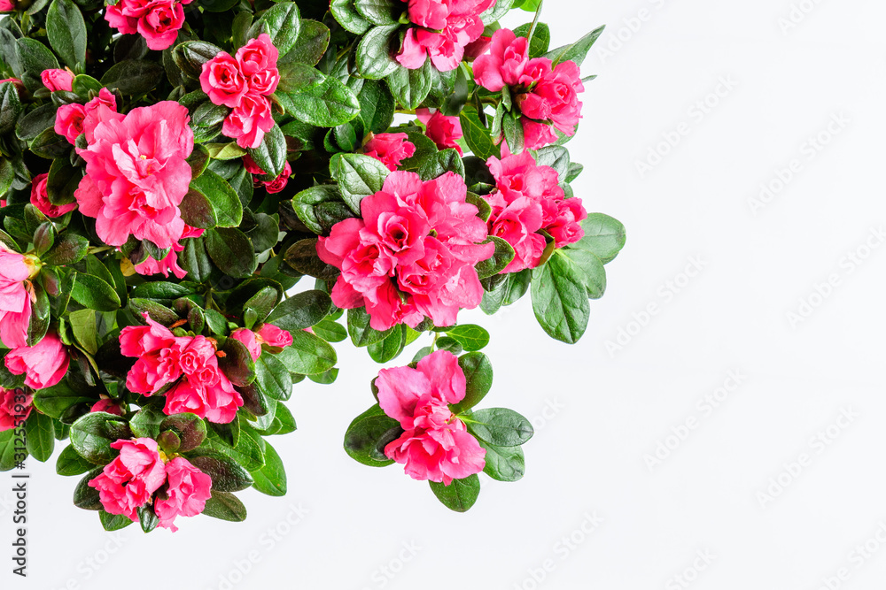 Fototapeta premium Close up of vivid pink magenta azalea or Rhododendron plant with flowers in full bloom in a brown pot isolated on a white table, side view with space for text, for Valentine's Day or Mother's Day