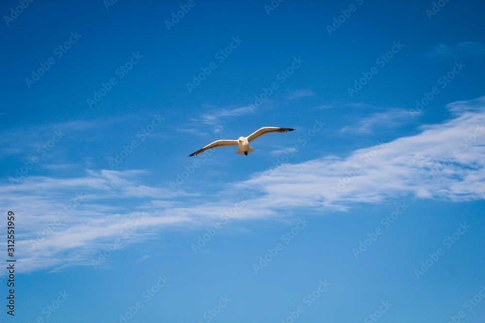 Eine Möwe fliegt am Himmel an der Ostsee Eine Möwe fliegt am Himmel an der Ostsee