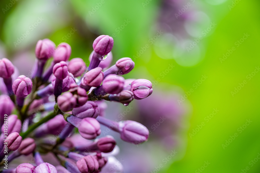 Lilac garden trees under the rain nature spring time botany Lilac garden trees under the rain nature spring time botany