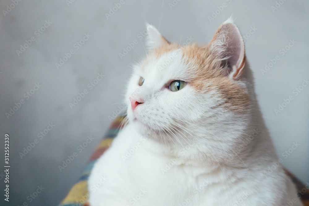 Fototapeta premium White cat with red spots at home sitting at orange color plaid and looking away. Grey wall background.