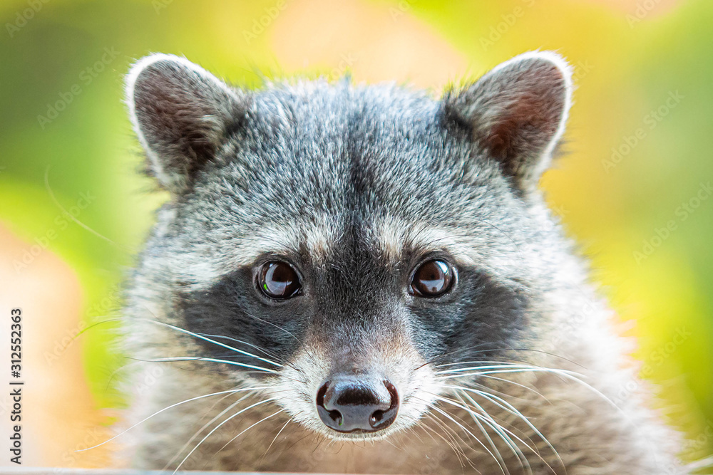 Adorable raccoon portrait close up furry pet Adorable raccoon portrait close up furry pet