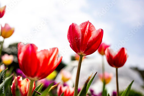 spring pink tulips