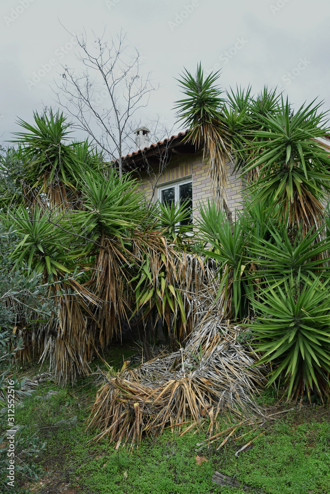 abandoned house with overgrown yucca plants