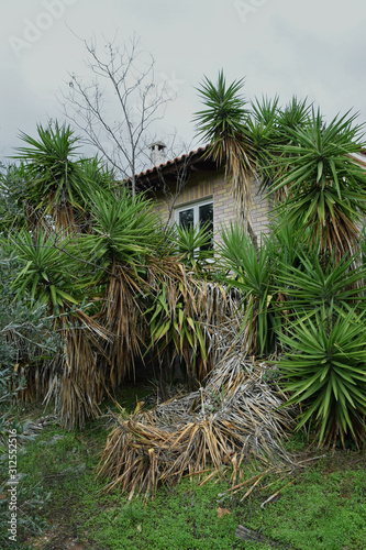 abandoned house with overgrown yucca plants