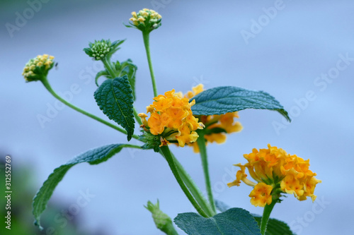 Yellow buds of a plant 