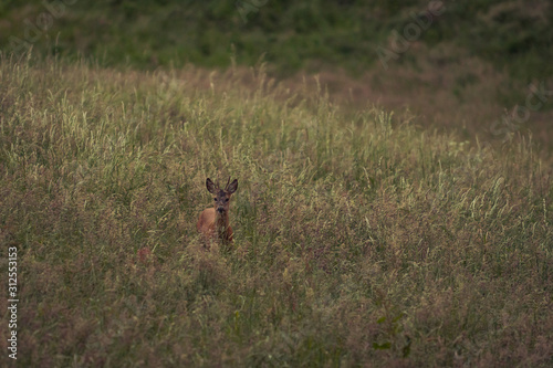 Deer in a grass field carefully walking © Dawud