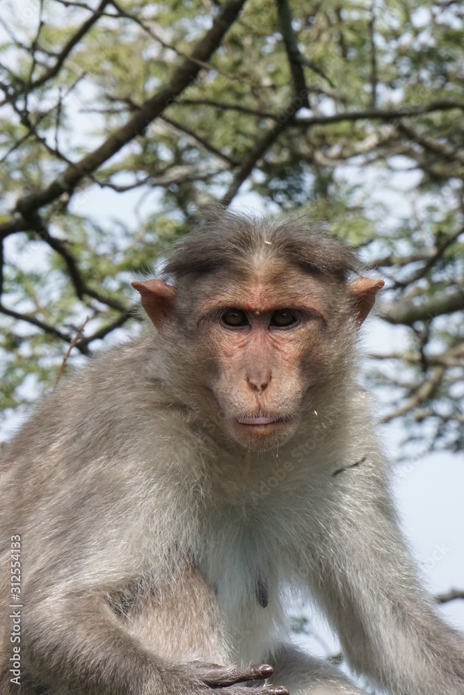 Monkey Portrait Monkey Portrait