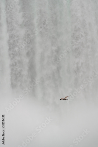Seagull in front of the Niagara waterfall taken from the Canadian side