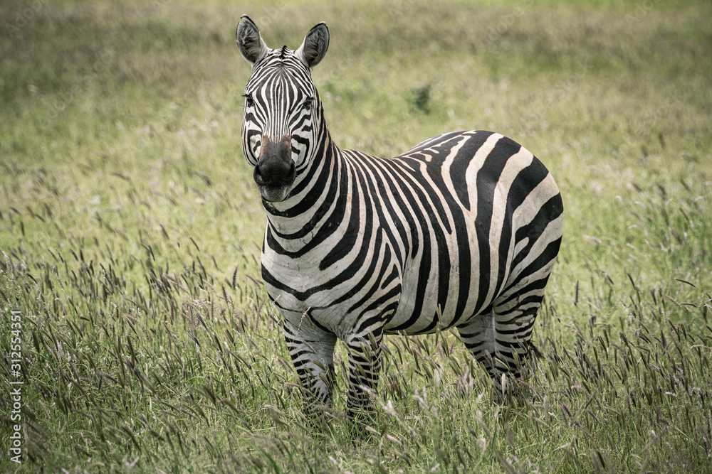 A zebra standing in the savannah A zebra standing in the savannah