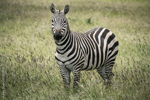 A zebra standing in the savannah