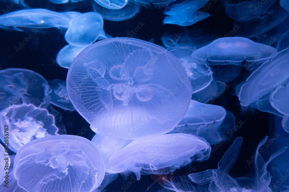 Bright purple jellyfishes in a dark deep water Bright purple jellyfishes in a dark deep water