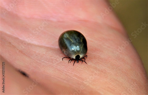 a Ixodida on the palm photo
