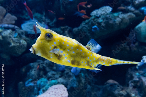 A yellow exotic fish swimming in a deep ocean with a dark blue background