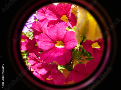 View of colorful flower through a tube